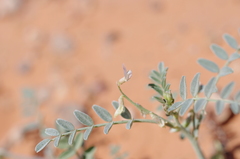 Astragalus geyeri triquetrus