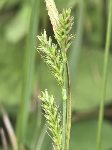 Carex tristachya iNat (2)