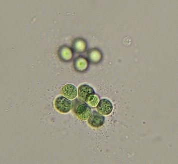 Limnococcus limneticus observed 2026-04-05