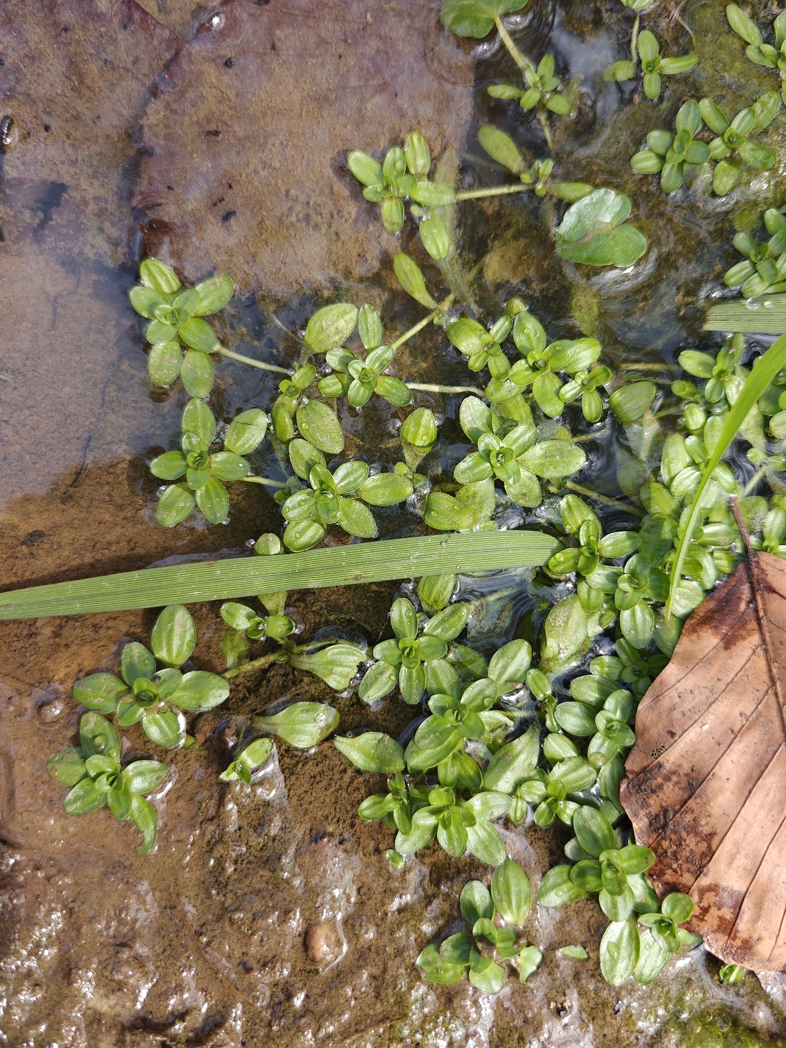Pond Water-Starwort (Callitriche stagnalis)
