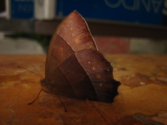 Taygetis rufomarginata