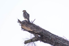 Accipiter cooperii