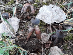 Geastrum fornicatum