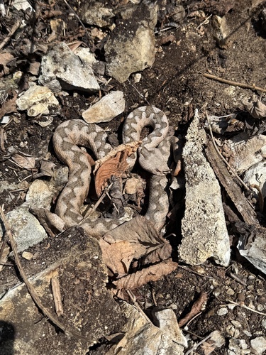 Nose-horned Viper