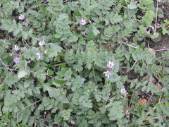 Erodium cicutarium cicutarium