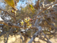 Forestiera tomentosa