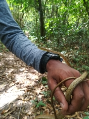 Oxybelis rutherfordi