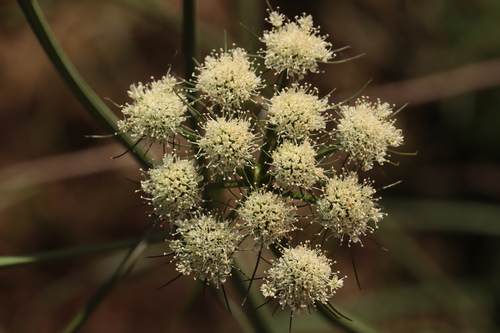 Corky-fruited Water-dropwort (Oenanthe pimpinelloides)