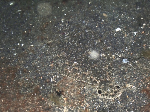 Engyprosopon observed 2026-04-06