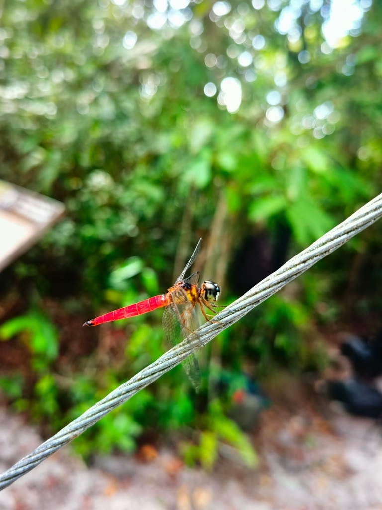 Variable Sentinel (Orchithemis pulcherrima)