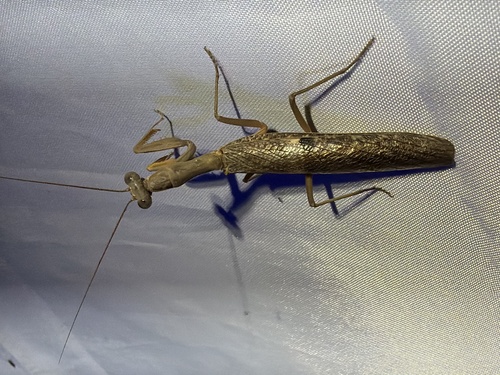 Burying Mantis photo 5