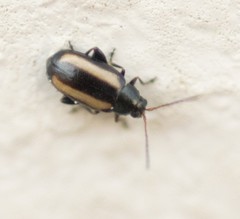 Phyllotreta vittula