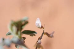 Astragalus geyeri triquetrus