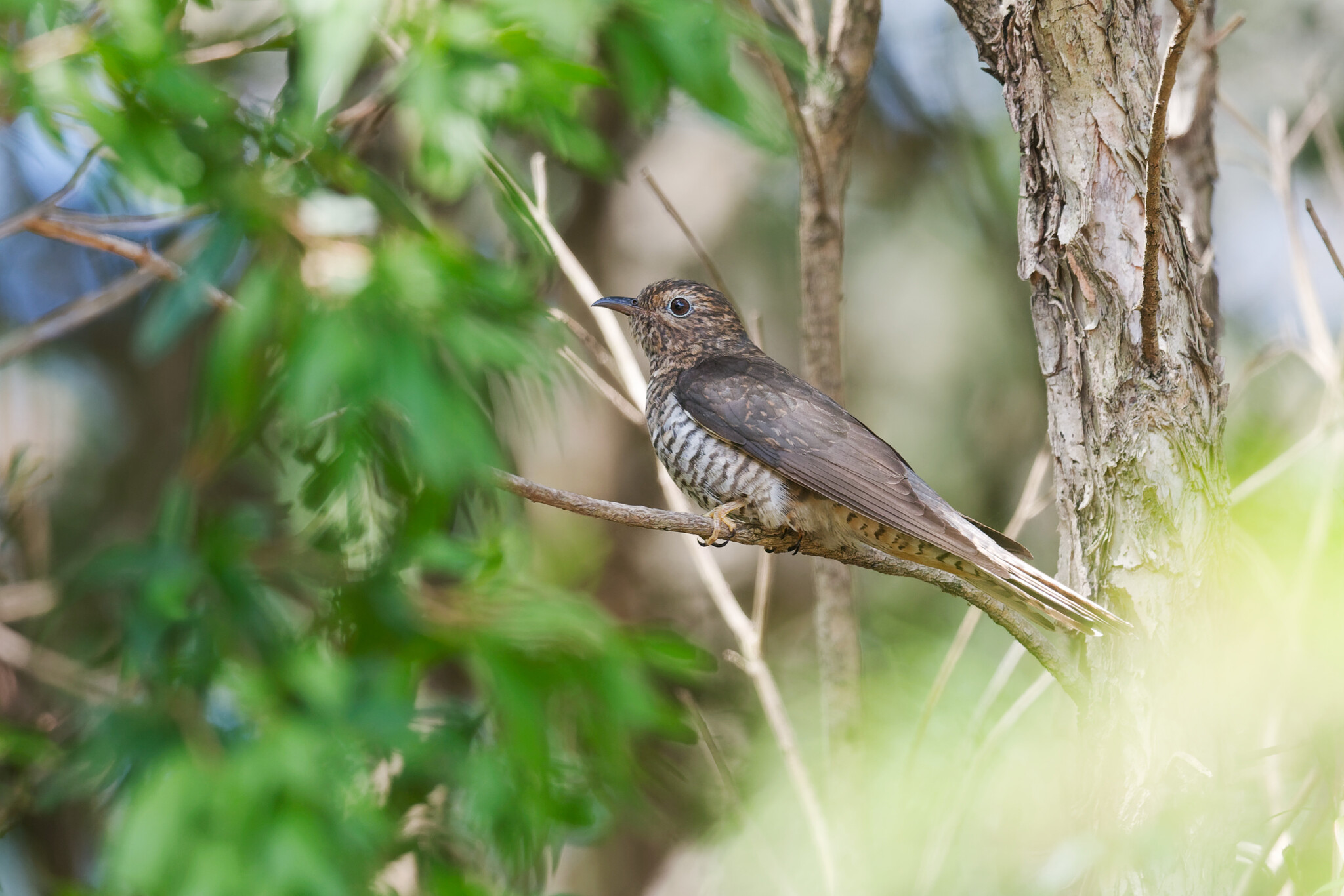 Sahul Brush Cuckoo (Cacomantis variolosus), photo 6