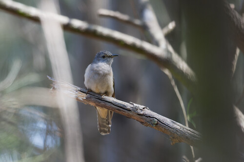 Sahul Brush Cuckoo (Cacomantis variolosus), photo 5