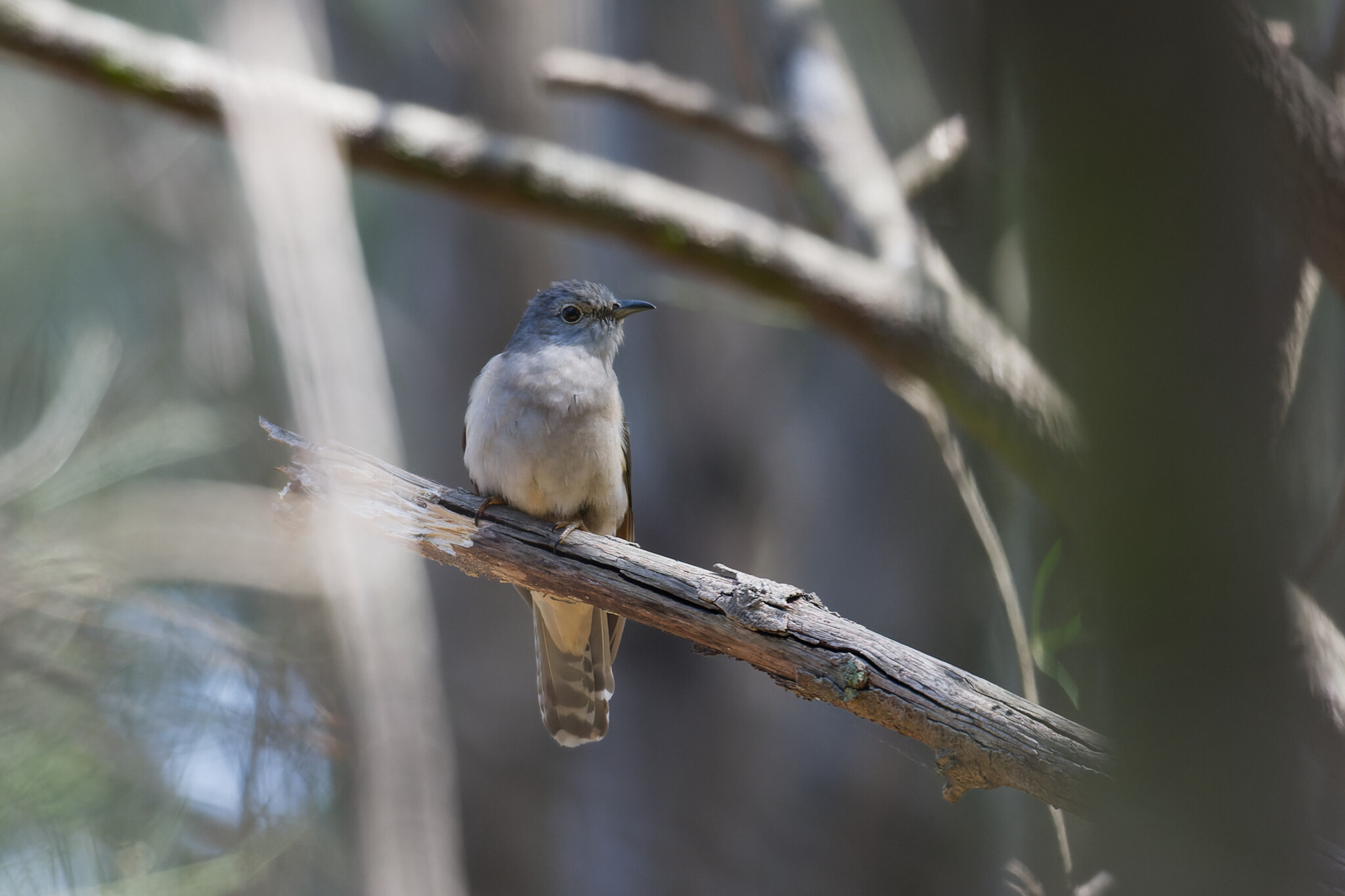 Sahul Brush Cuckoo (Cacomantis variolosus), photo 5