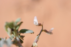 Astragalus geyeri triquetrus