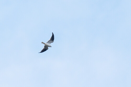 Black-shouldered Kite (Elanus axillaris), photo 6