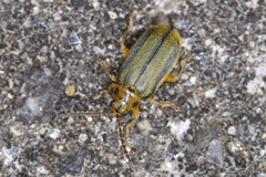 Xanthogaleruca luteola
