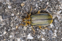 Xanthogaleruca luteola