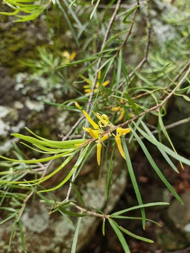 Narrow-leaf Geebung (Persoonia linearis)