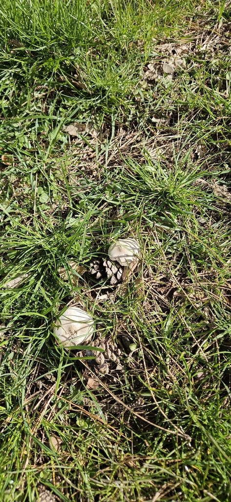 Calocybe gambosa · April 2026 · photo: © run4 (iNaturalist, cc-by)