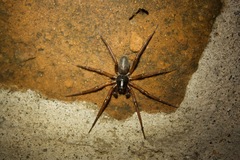 Corinnoidea