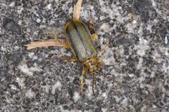 Xanthogaleruca luteola