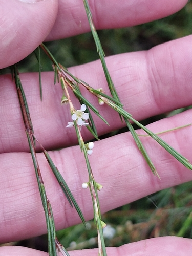 Weeping Baeckea (Baeckea linifolia)