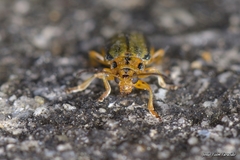 Xanthogaleruca luteola