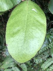 Elaphoglossum crinitum