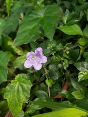 Strobilanthes rankanensis