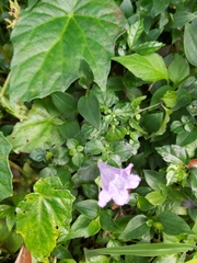 Strobilanthes rankanensis