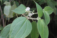 Miconia octona