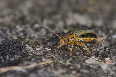 Xanthogaleruca luteola