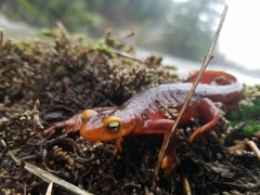 Taricha sierrae