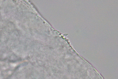 Micranurida sensillata