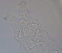 Micranurida sensillata