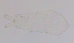 Micranurida sensillata