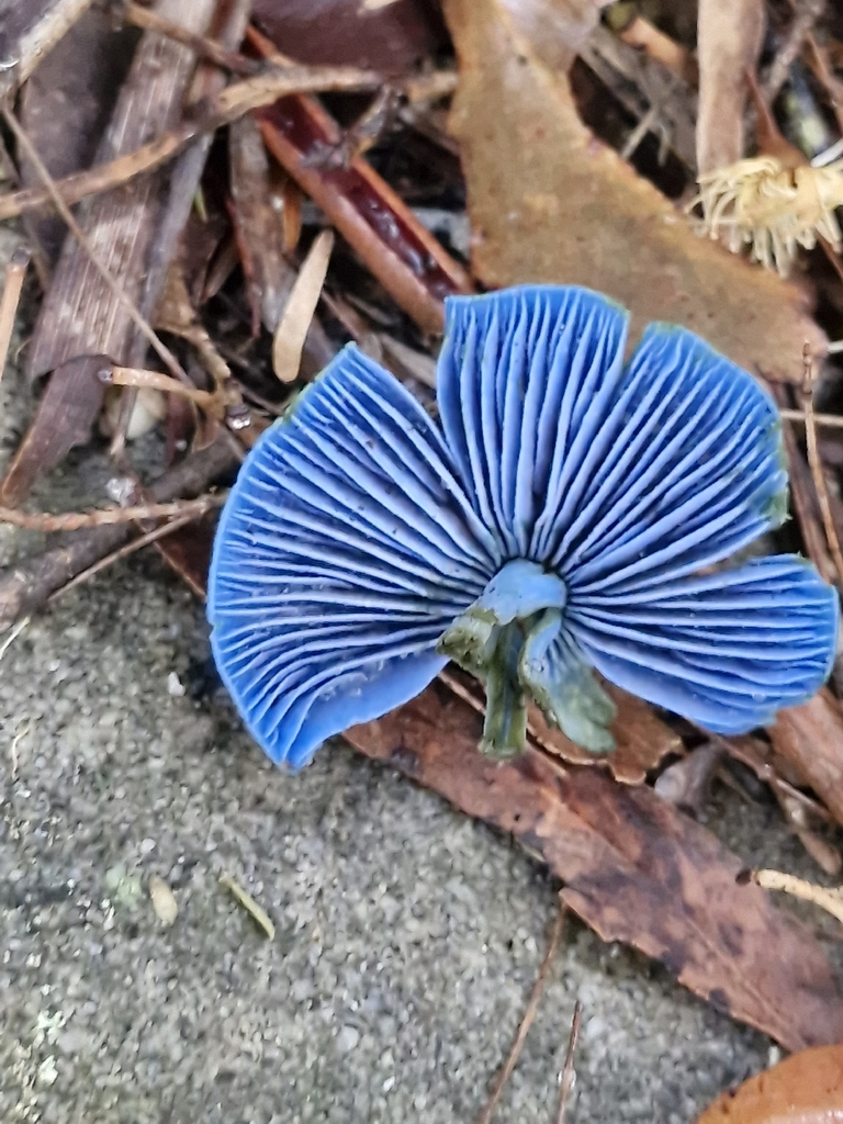 Entoloma virescens · April 2026 · photo: © ronavery (iNaturalist, cc0)