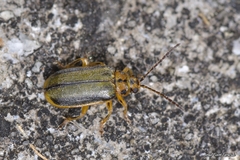 Xanthogaleruca luteola