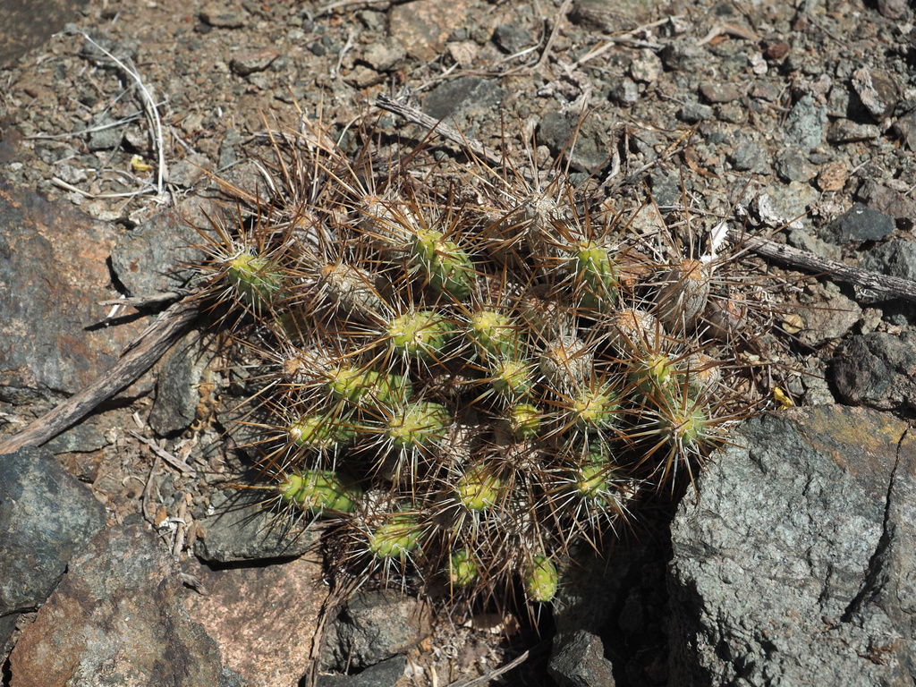 Maihueniopsis domeykoensis, Huasco Province, Atacama, Chile