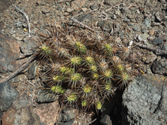 Maihueniopsis domeykoensis