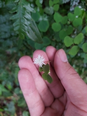 Thalictrum urbainii