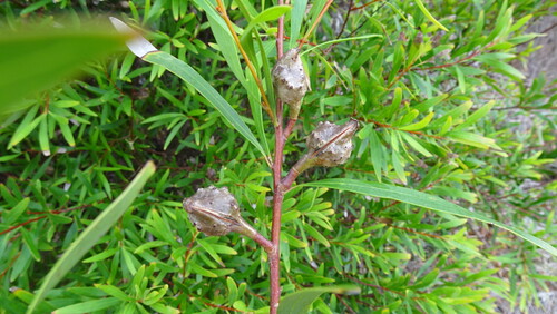 Willow-leaved hakea (Hakea salicifolia)