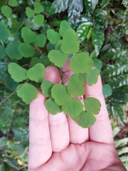Thalictrum urbainii