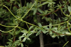 Peperomia galioides