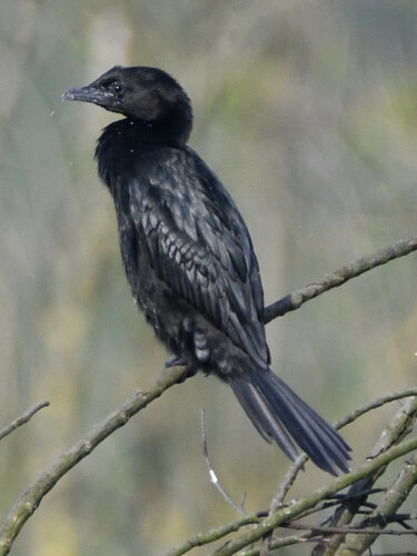 Cormorán pigmeo (Microcarbo pygmaeus)