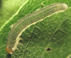 Euura longiserra