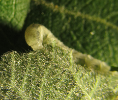 Euura longiserra